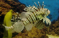 自动攻击网站工具下载